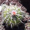 Echinocactus_texensis